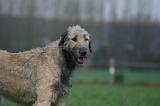 IRISH WOLFHOUND 272